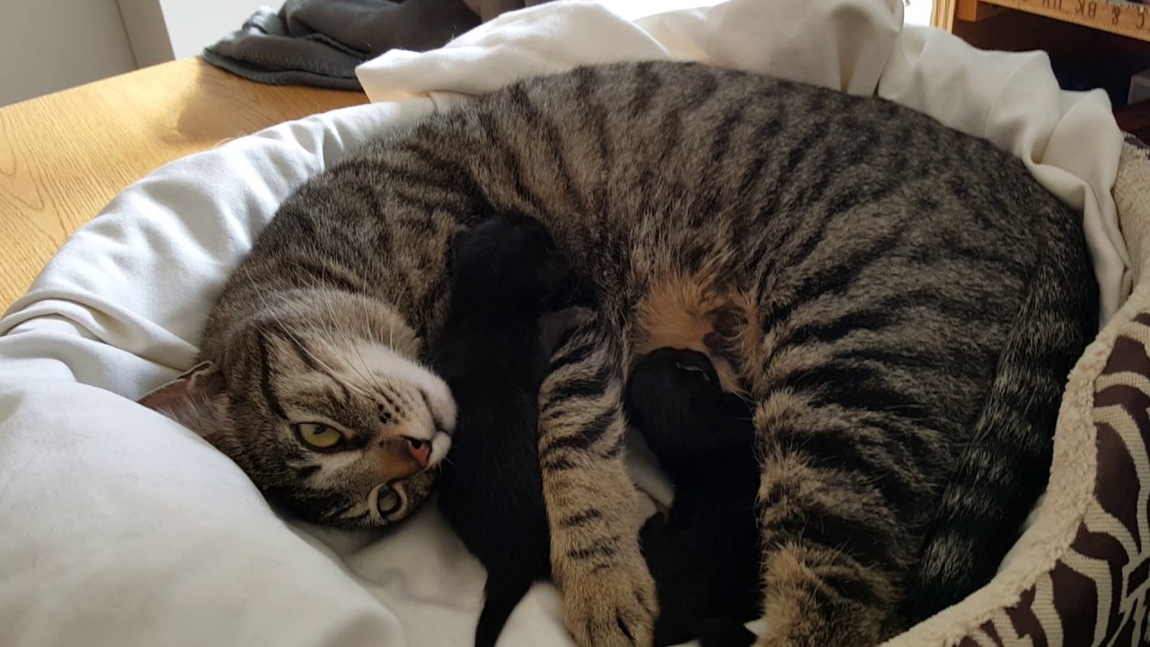 Nursing Cat 2 