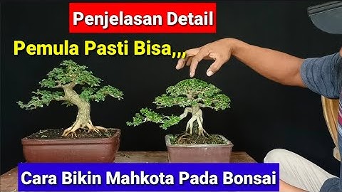 Cara Bikin Mahkota Bonsai