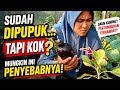 Tanaman Sudah Dipupuk Tapi Tetap Tidak Subur? Mungkin Ini Penyebabnya