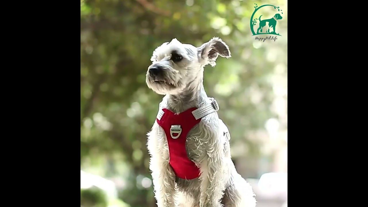 Stylisches Hundegeschirr🐶😍.   Kostenloser Versand 📦