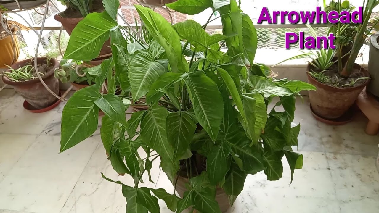 How to care of Arrowhead Plant in pot @home. - YouTube