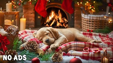 12 HOURS of Healing Music for Puppies 🐶💤 Ease Nervous Energy & Promote Calm Nights 💖