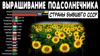 Выращивание подсолнечника в странах бывшего СССР | Рейтинг стран по сбору семян подсолнуха