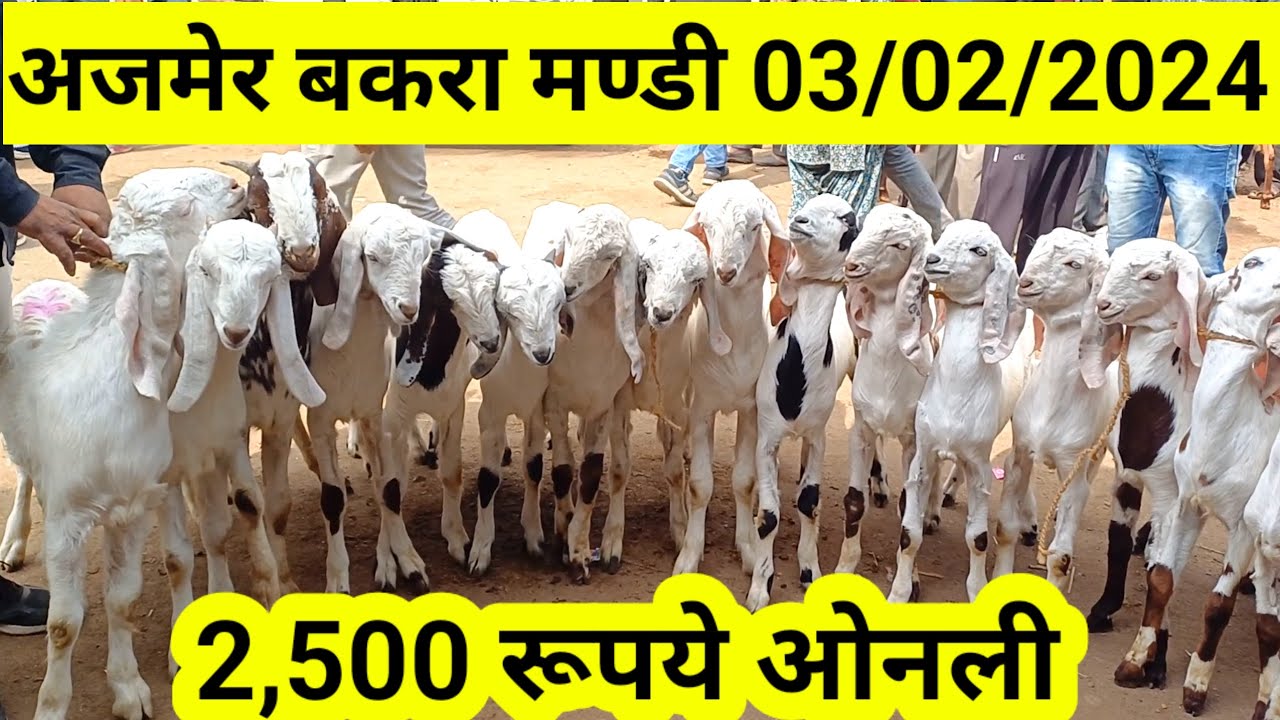 अजमेर बकरा मंडी #ajmerbakramandi #अजमेरबकरामंडी #bakra #ytbakri #ytviral #viralvideo #india