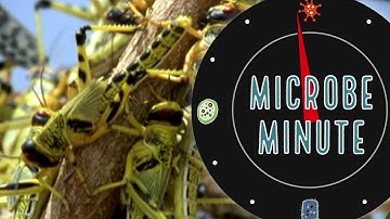 How Do Locusts Coordinate Their Swarm? | Microbe Minutes