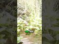 Things took a turn for the worst during this alligator encounter! 🐊