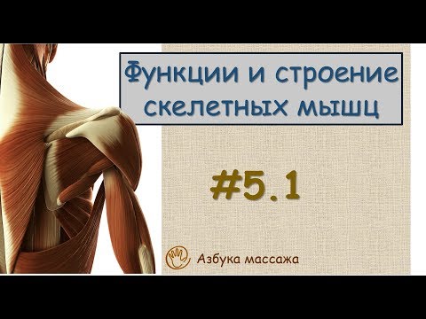 Мышечная ткань. Строение и функции скелетных мышц | Урок 5, часть 1 | Видеоуроки по массажу