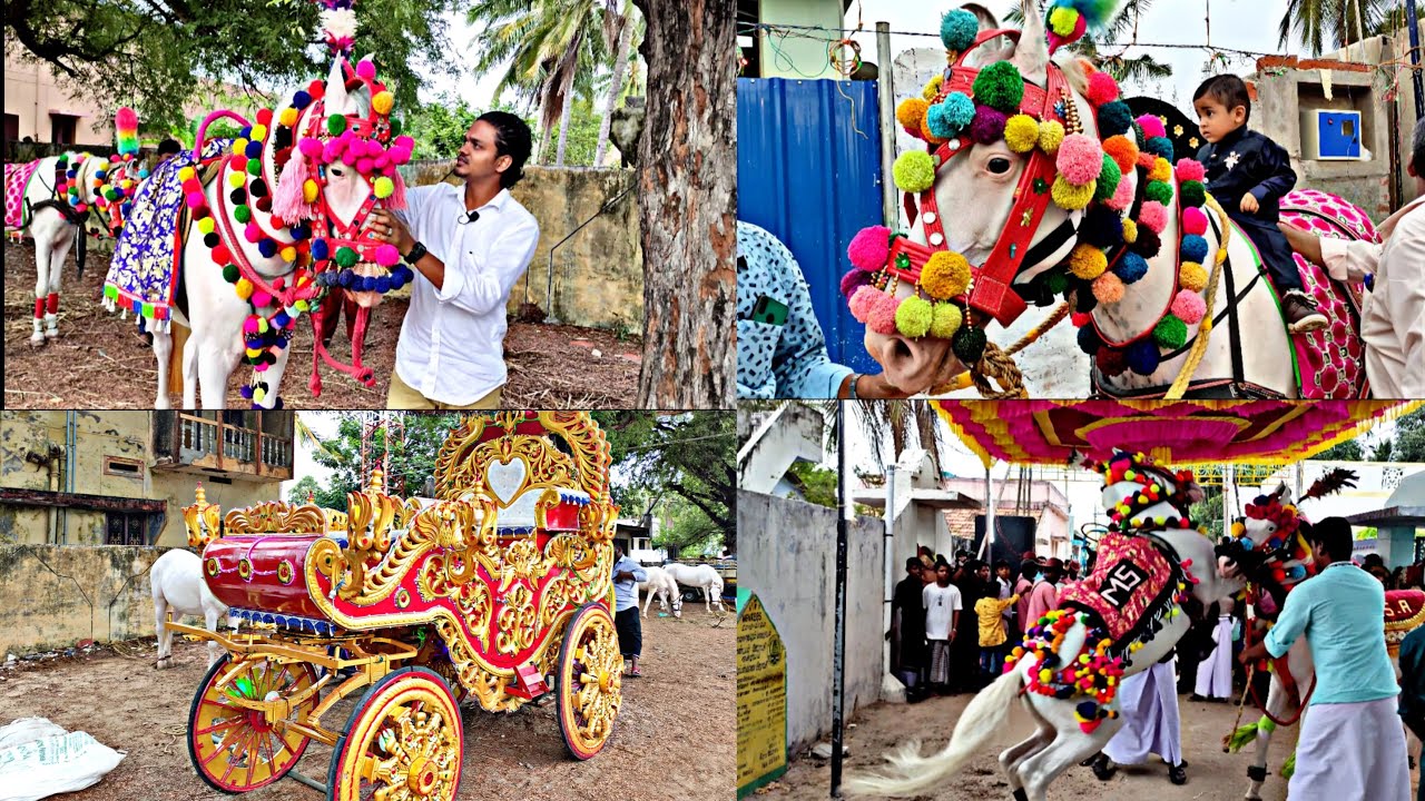 Baahubali Chariot with 9 Horses || Festival Mood || HAKUNA MATATA || TAMIL