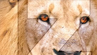 BIG FIVE - WILDLIFE DISCOVERY ON SAFARI - TANZANIA - February 2024 - Copyright CLiP78