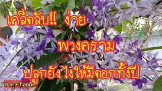 เคล็ดลับง่าย!! วิธีปลูกดูแลต้นพวงคราม ออกดอกสวยดอกใหญ่ทั้งปี สาคู Channel by แม่จิ๋ม