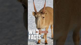 Unbelievable Abilities of the Saiga Antelope! #Shorts #DidYouKnow #AnimalFacts #ViralVideo #Fyp