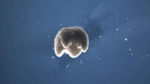 US scientists create the world