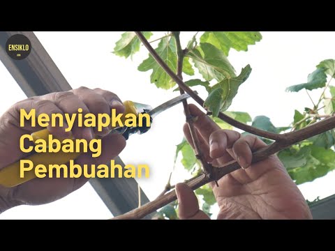 Video: Anggur anggur. Bagaimana untuk menanam pokok anggur? Bagaimanakah pokok anggur terbentuk?