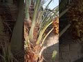 اليوم بتاريخ ١٣ 9 2020 هذا التمر الزهدي او الجسب مثل ميسمونة بالعراق اليوم بتاريخ ١٣ 9 2020 هذا التمر الزهدي او الجسب مثل ميسمونة بالعراق