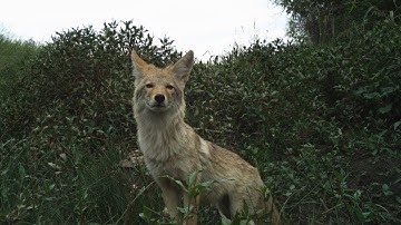 Camera Trapping at American Prairie Reserve