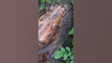 A log cabin built by one man moving heavy logs 50 #shorts