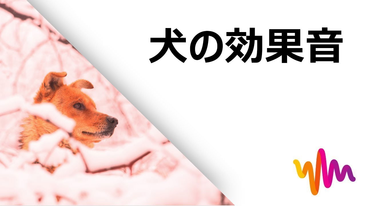 犬がワンワン吠える音 Hd 犬のフリー効果音素材 効果音数 27 Youtube