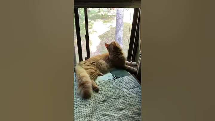 Video 4091381: shelter maine coon kitten, spotted kitten