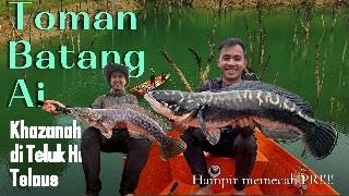 Toman Batang Ai Menganas!!! Double Double Strike MAMA Toman