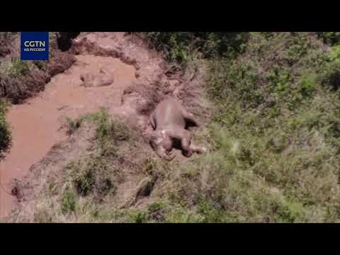 Отдых по-слоновьи