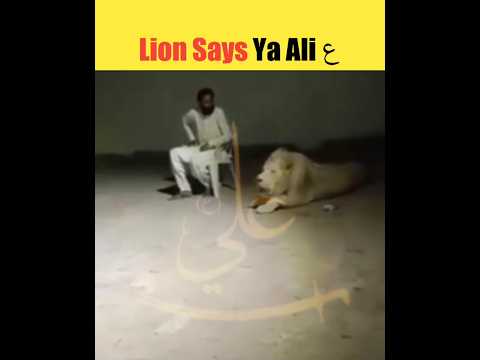 Lion Says Ya Ali ع | #shorts #yaali #hazratali #viral #trending #shortvideo #islam