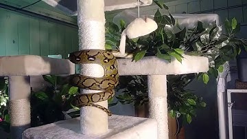 Sunfire Retic and Spider Ball Python Take Charge of Reptile Room