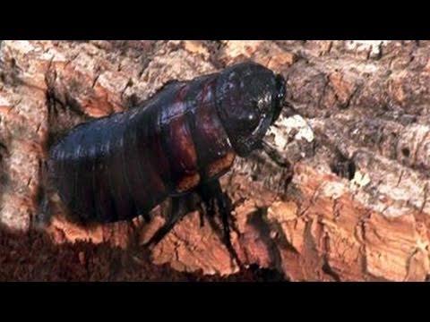 Comment regarder votre animal Hissing Cafards Madagascar