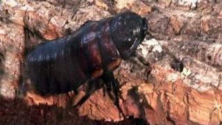 How To Look After Your Pet Madagascan Hissing Cockroaches