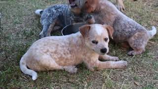 6 Weeks Mini Heeler Puppies