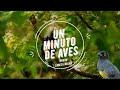 Un Minuto de Aves #90 Trogón Cabeza Negra