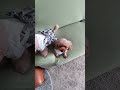 暖かな冬日和♪お揃いの服でいっぱい遊んでいっぱい眠る#shorts