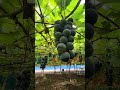 #fruit #viralshorts