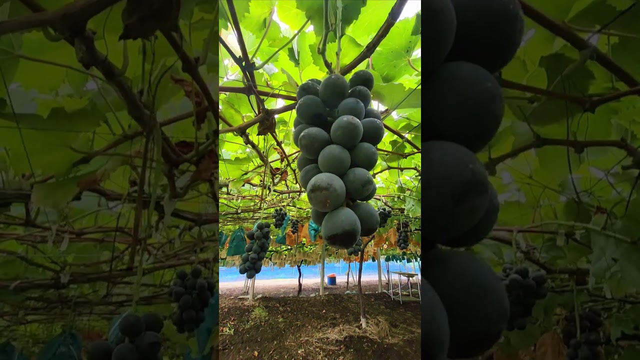 #fruit #viralshorts