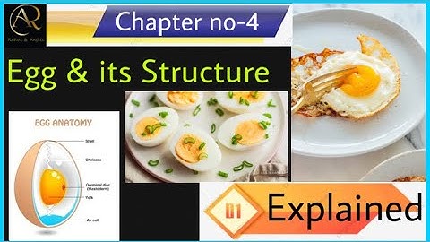 Structure of Egg | Classification of egg | Explained in details—Important Topic | #cookout #Cookout