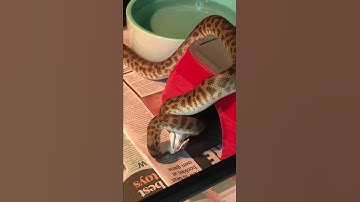 Jinx the snake swallows a mouse.