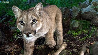 Mountain lion attack leaves man dead, injures his brother in Northern California