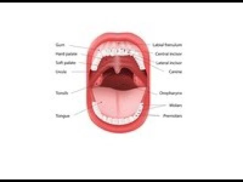 Jama ustna: budowa i funkcje. Choroby jamy ustnej