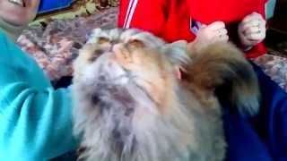 Самая прикольная персидская кошка Самая прикольная персидская кошка