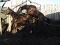 Дикий жеребец-Случка лошадей-cool stallion mating horses-クー繁殖期-επιβήτορας ζευγάρωμα