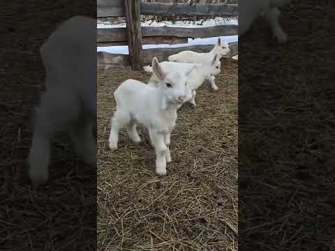 Приехали домой, а хозяйство удвоилось!🐐Показываю прибавление: козёл хорошо постарался.😀Белые двойни🐐