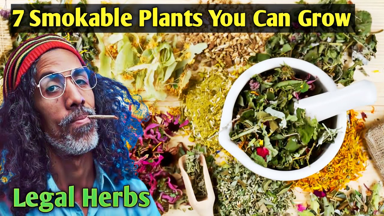 Farming of Smokable Legal Organic Herbs Plant, How To Make A Herbal Smoking  Blend