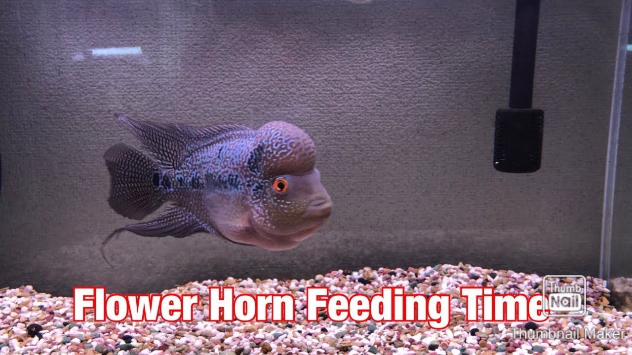 Flower Horn Feeding Time YouTube