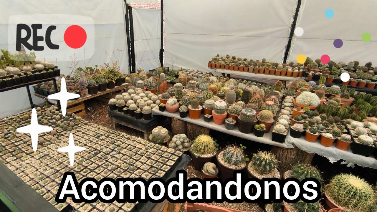 Actualizaciones en los Cactus y el jardín. 🌵🙂🐢