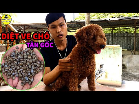 Diệt Ve Chó Mùa Hè Tận Gốc Sau 1 Lần Sử Dụng Bí Mật Của Trại Chăn Nuôi Hay Dùng Thánh Toàn Pet Dogs