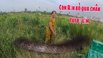 Nhận được cuộc gọi của bác gái phát hiện Rắn | ngàn cá gò công #114