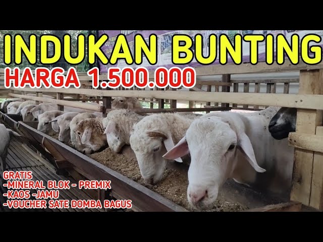 HARGA INDUKAN DOMBA BUNTING 1.500.000 BANYAK BONUS class=