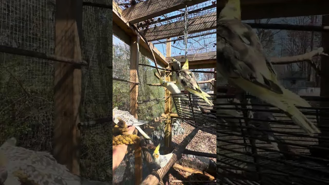 Beautiful Cockatiels beautiful weather. 