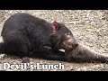 Tasmanian Devils Feeding Time