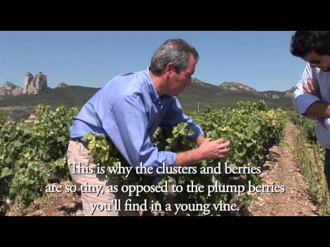 The History of Rioja