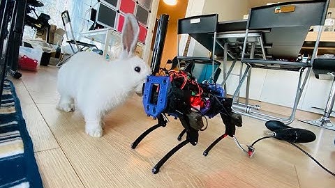 Quadruped Robot Tsuki Mini and Rabbits